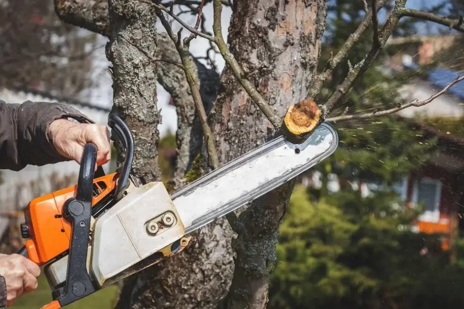 Cutting-Edge Tree Care: Innovations in Tree Lopping Technology